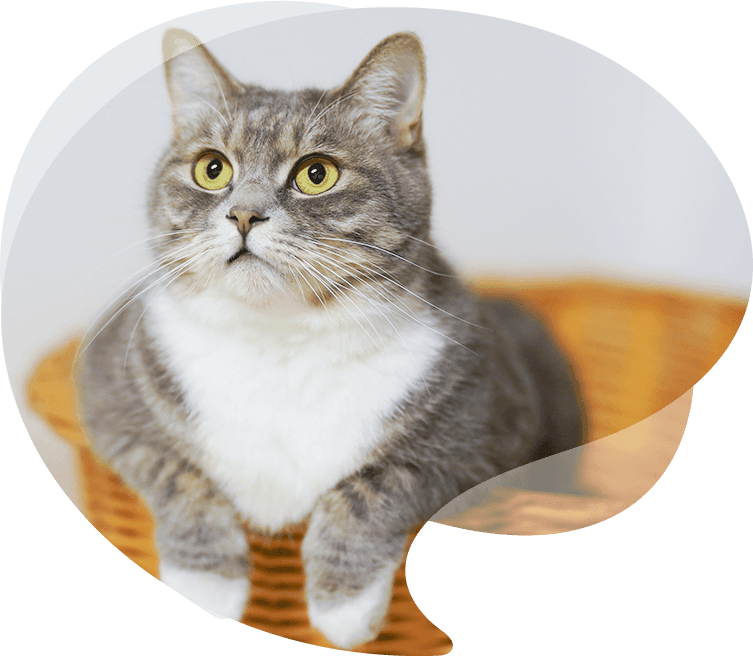 Upřímné Pet Products Co., Ltd.